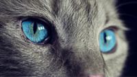 kočka oči